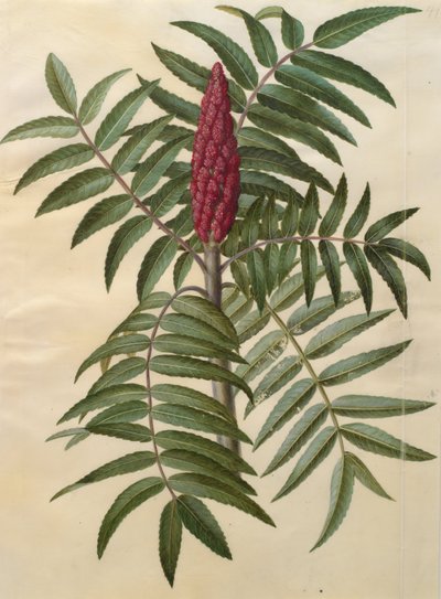 Rhus typhina - Johannes Simon Holtzbecher